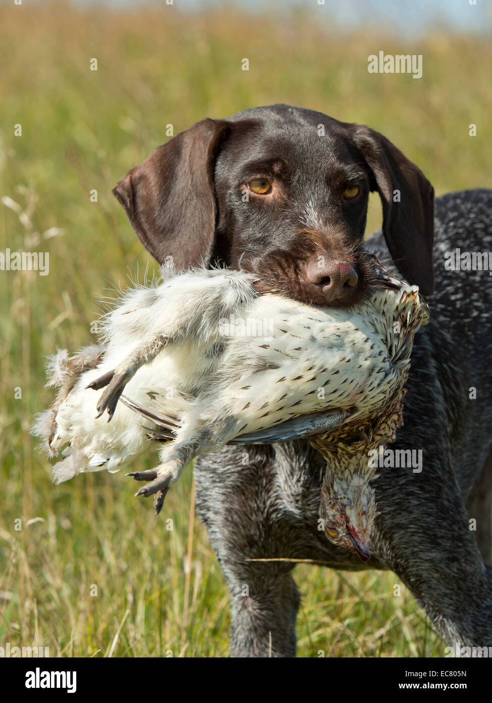 Hunting Dog with a Sharptailed Grouse Stock Photo