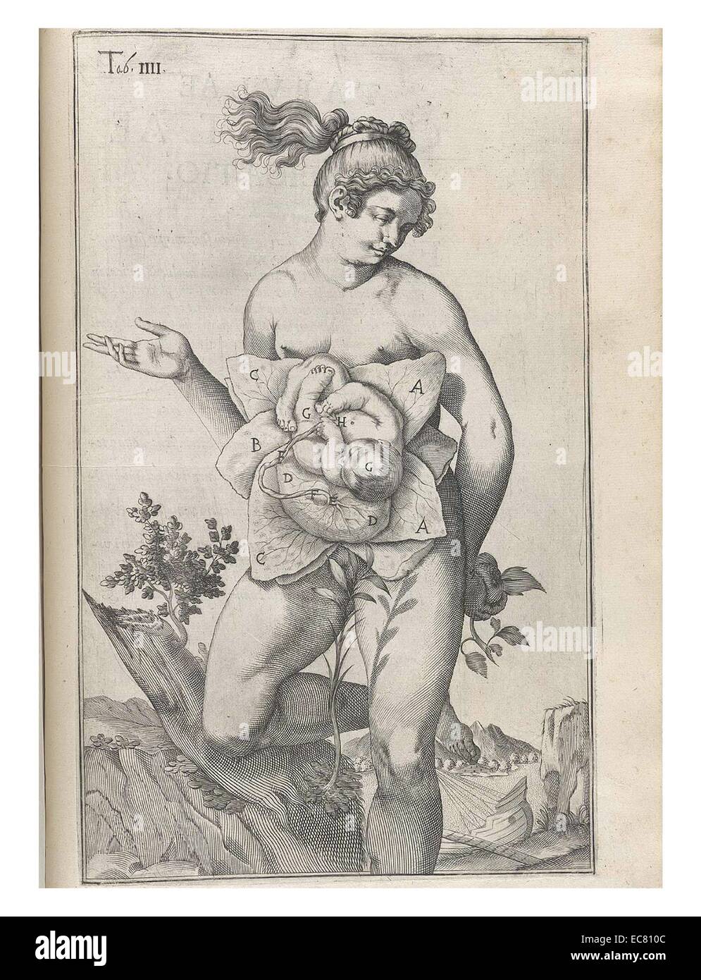 Anatomical drawing of a female body by Adriaan van den Spiegel (1578-1625). Spiegel was a Flemish anatomist who was born in Brussels and practiced medicine in Padua. He is known as one of the greatest physicians associated with the city. Stock Photo