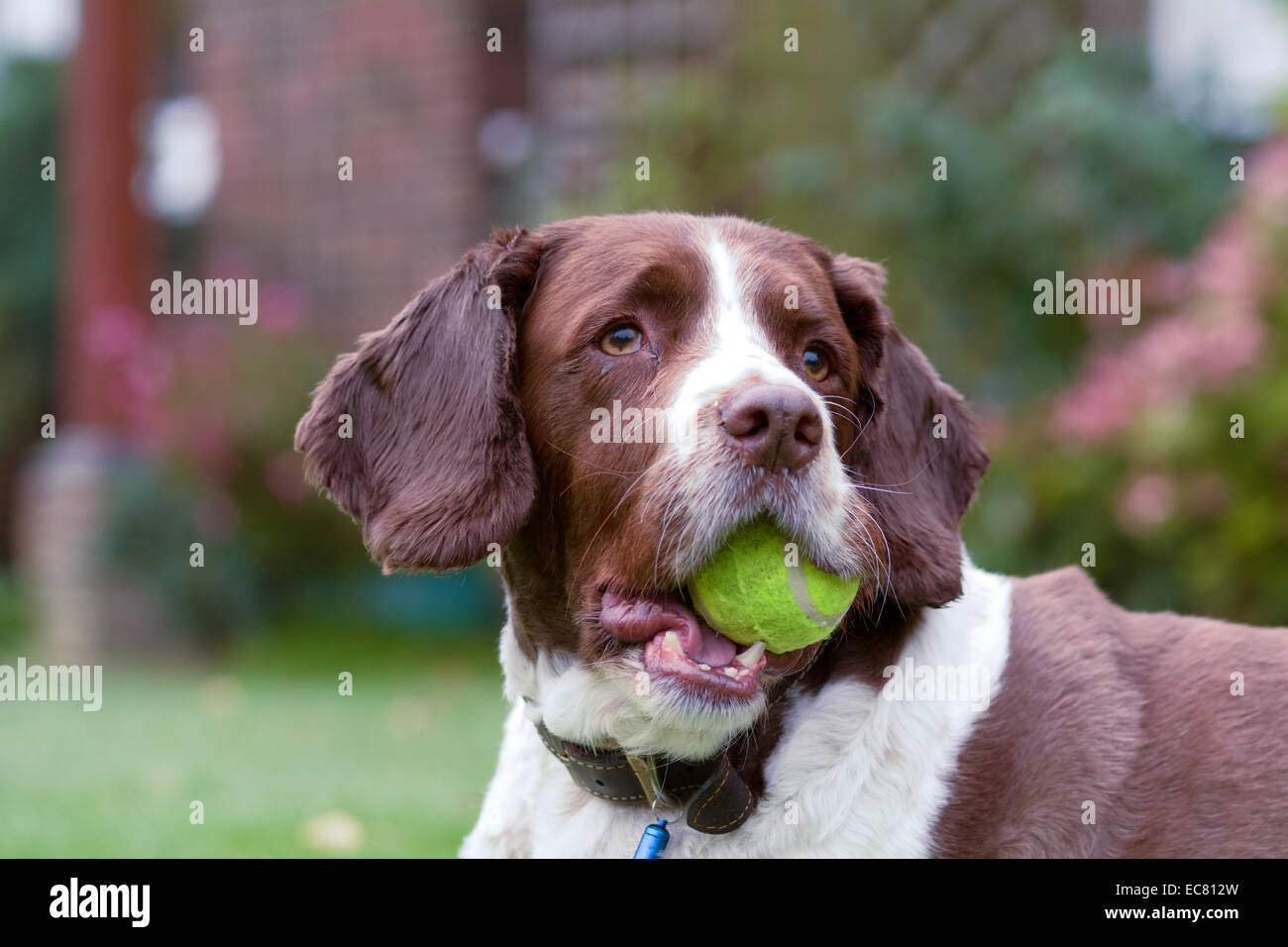 springer spaniel dog with tennis ball in mouth Stock Photo Alamy