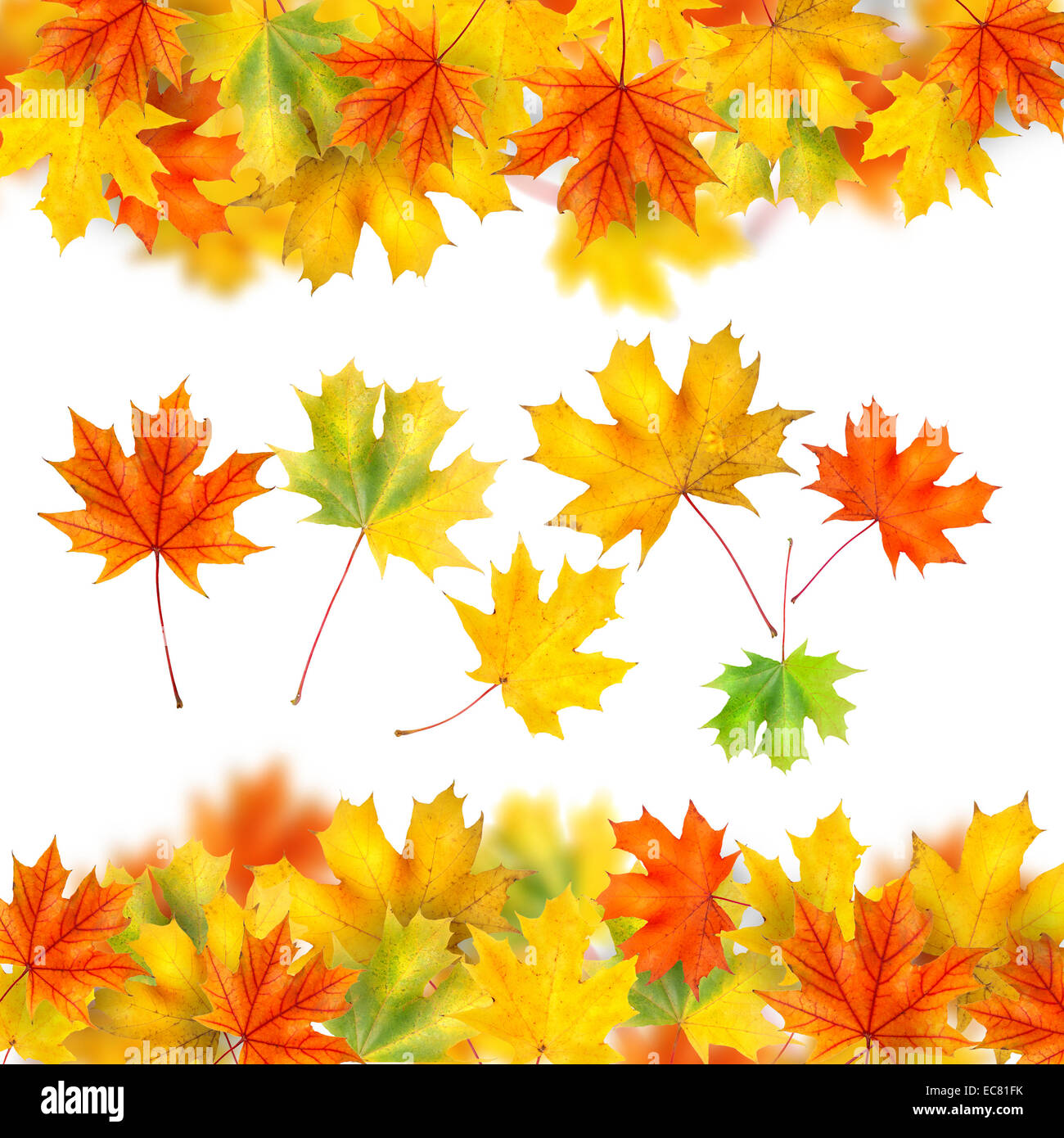 frame from autumn leaves isolated on white Stock Photo - Alamy