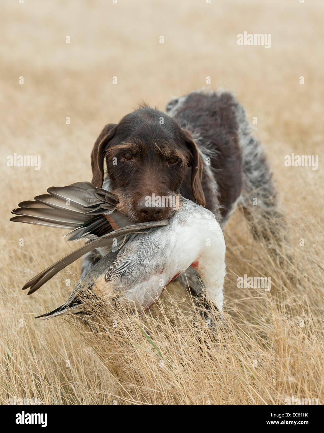Hunting Dog with a duck Stock Photo