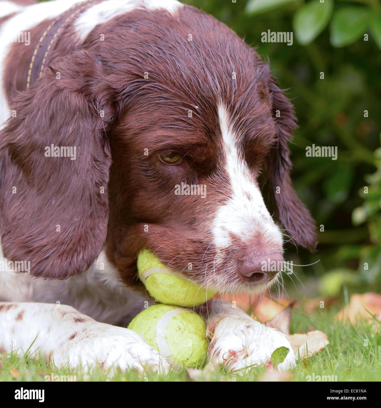 springer spaniel dog chewing tennis ball Stock Photo Alamy