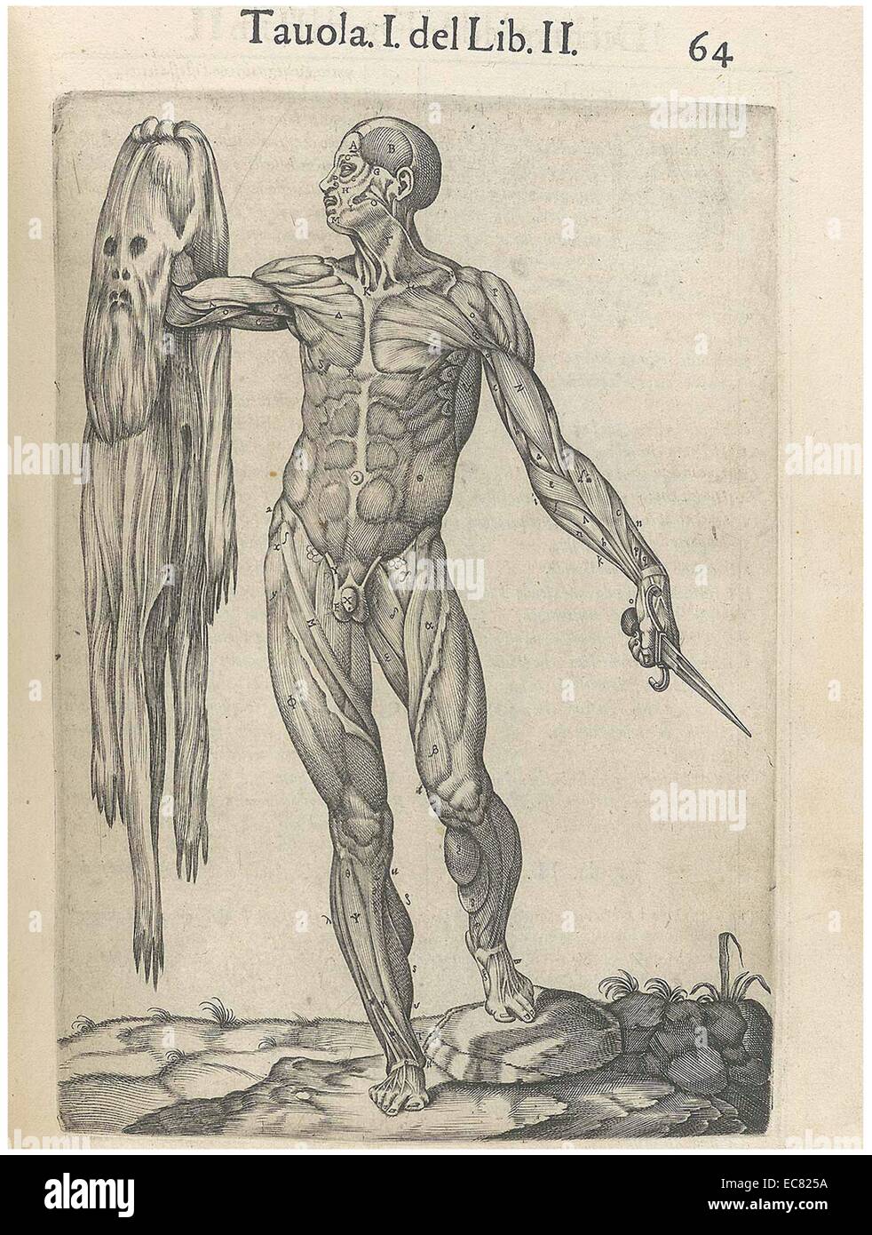 Print from 'History of the composition of the human body'. By Juan Valverde de Amusco, student of medicine in Padua and Rome under Realdo Colombo and Bartolomeo Eustachi. He published several works on anatomy. Dated 1560 Stock Photo