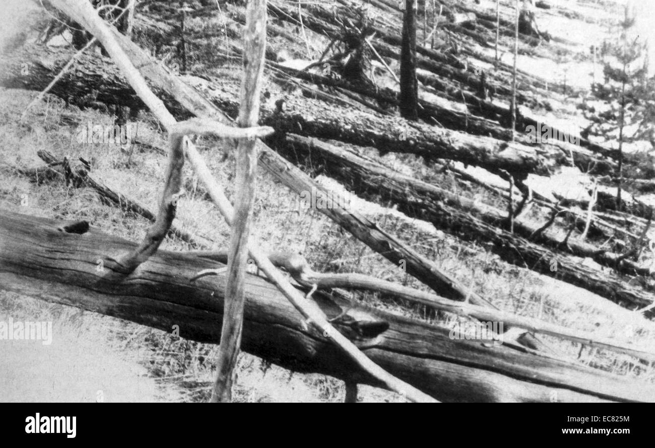 Photograph of fallen trees after the Tunguska event. The Tunguska event was a large explosion, which occurred near the Podkamennaya Tunguska River in what is now Krasnoyarsk Krai, Russia. Dated 1908 Stock Photo