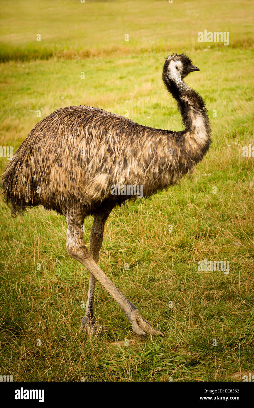 Emu, reserve de Beaumarchais (Beaumarchais reserv) Indre et Loire, Centre, France. Stock Photo