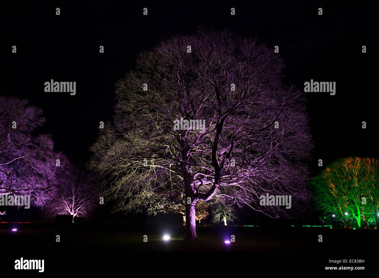 Enchanted Christmas. Colourful lit up trees at Westonbirt Arboretum, Gloucestershire, England Stock Photo
