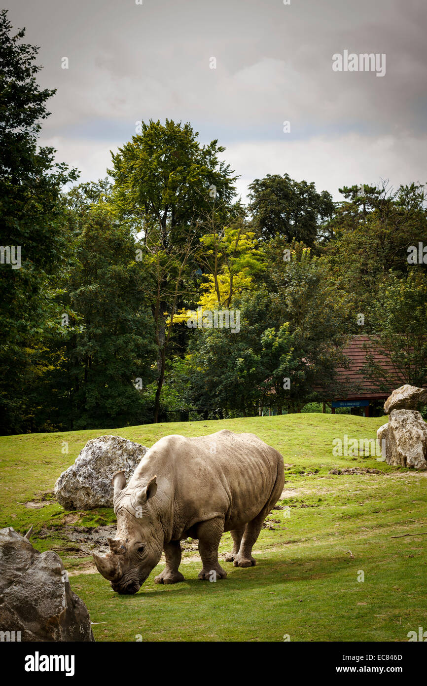 zoo parc beauval white rhino, France Stock Photo Alamy