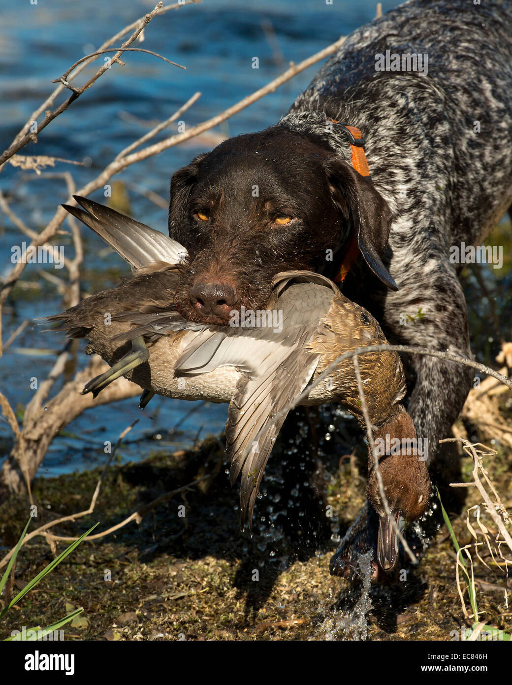Duck Hunting Dog Stock Photo 76396281 Alamy