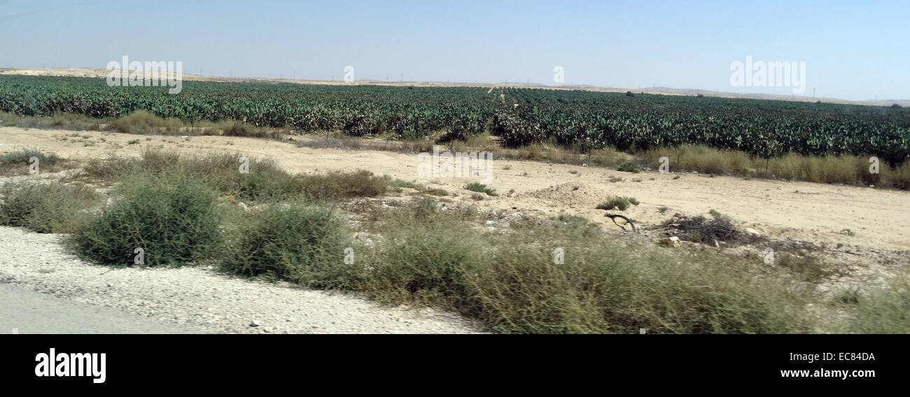 Cactus farm in the Negev Desert; Israel Stock Photo Alamy