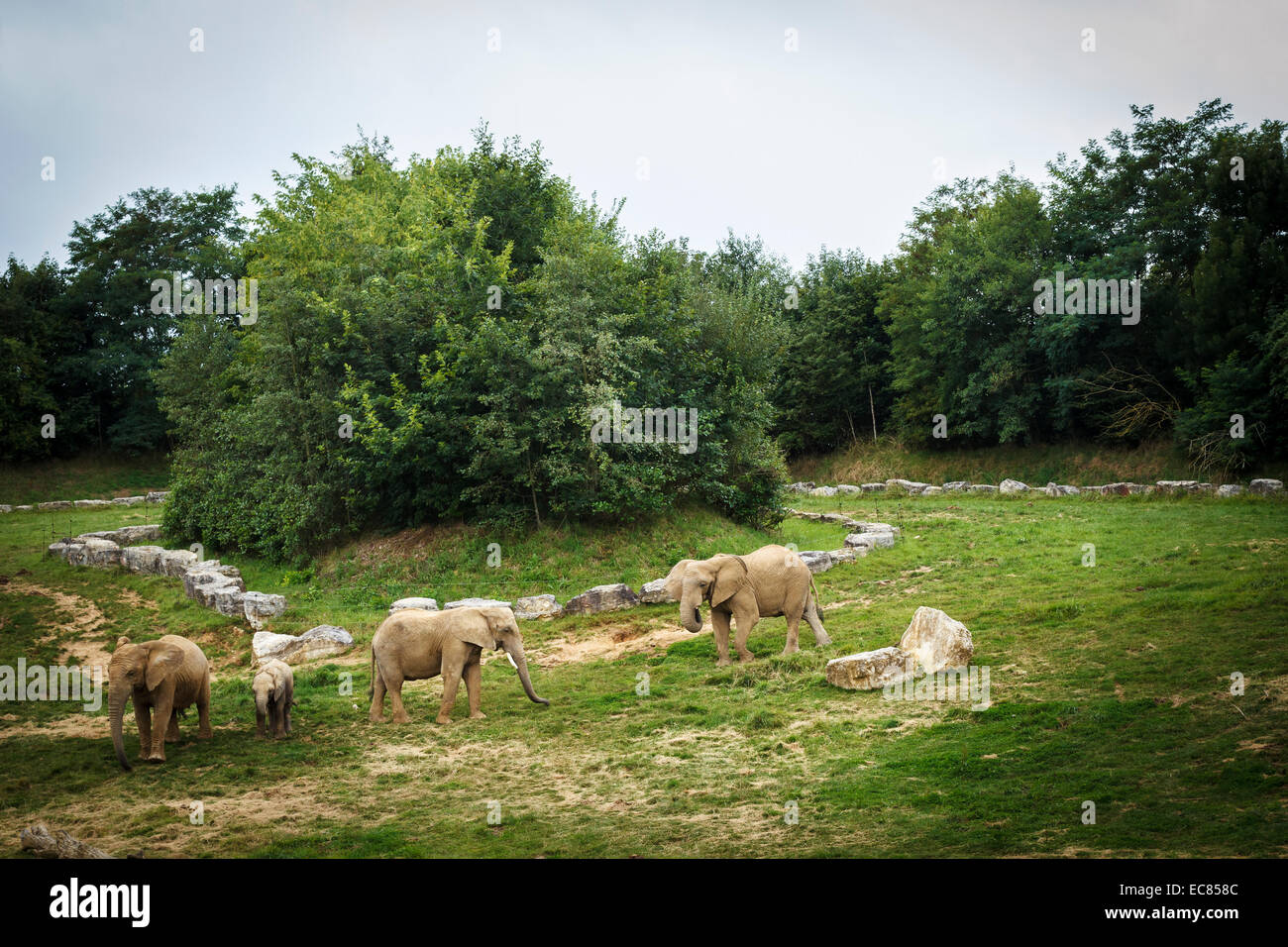 zoo parc beauval elephant, France Stock Photo Alamy