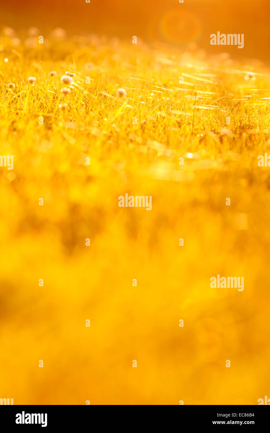 Sunrise grass hi-res stock photography and images - Alamy