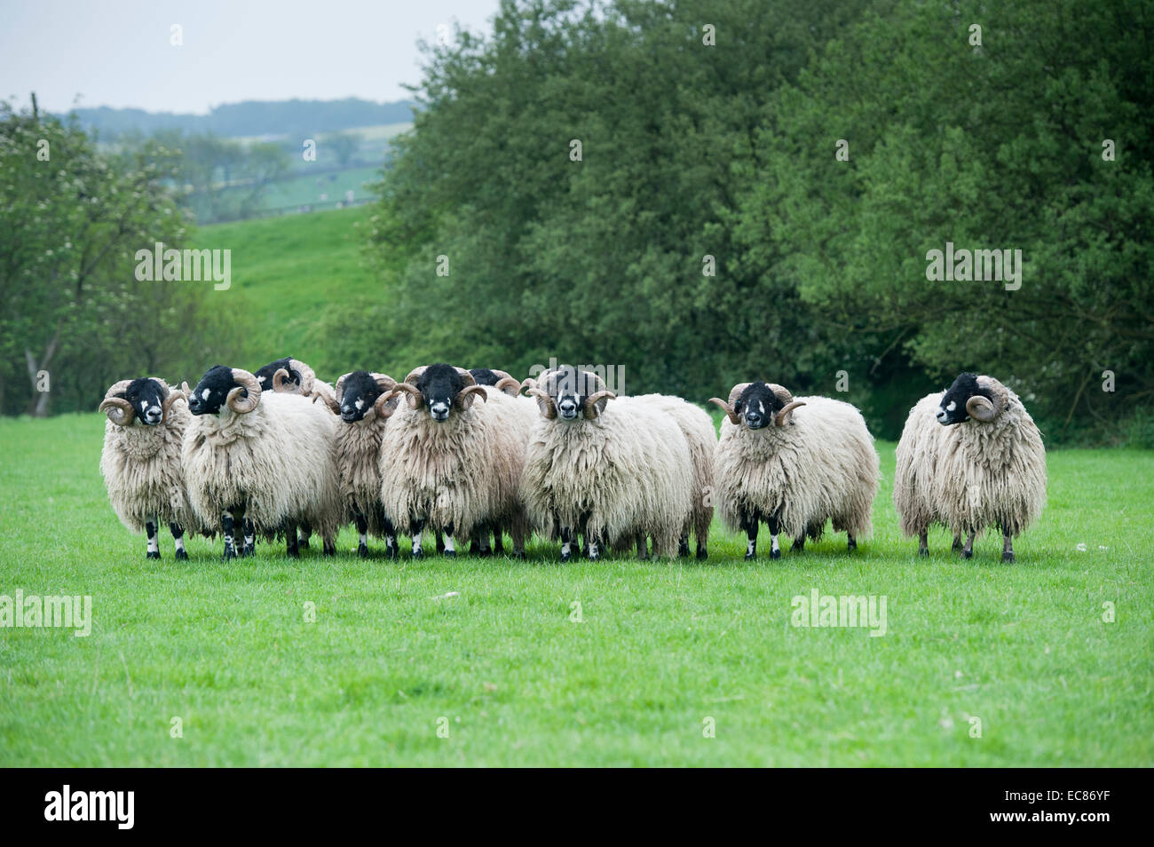 Yorkshire rams hi-res stock photography and images - Alamy