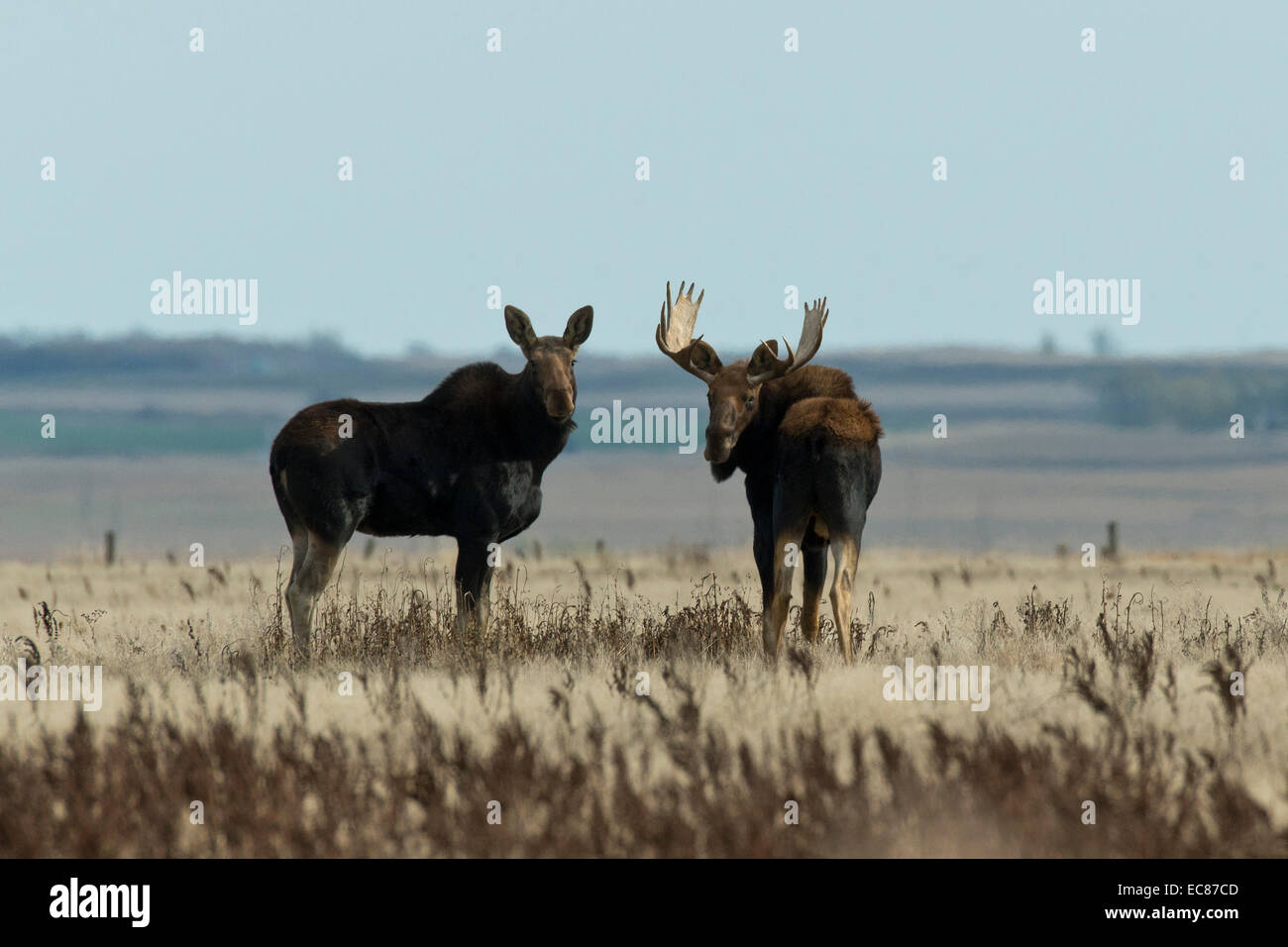 Herd of Moose in North Dakota Stock Photo Alamy