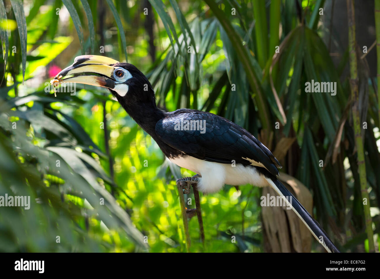 Southern Pied-Hornbill (Anthracoceros convexus), Bali Bird Park, Indonesia Stock Photo