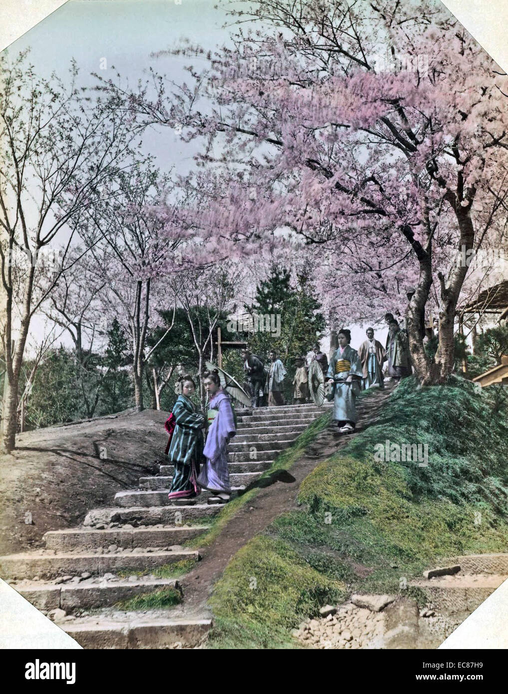 Colour photograph of Japanese women with parasols, dressed in traditional kimonos, standing on stone steps below cherry trees. Dated 1890 Stock Photo