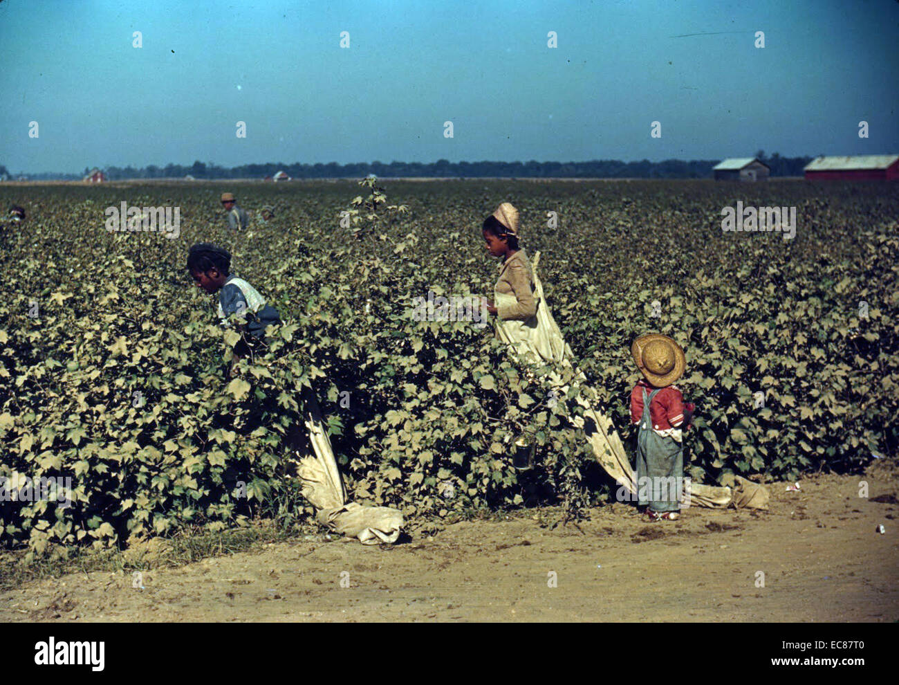 Colour photograph of day labourers picking cotton near Clarksdale,  Mississippi Delta. Photographed Marion Post Wolcott (1910-1990) American  photographer who worked for the Farm Security Administration during the  Great Depression documenting poverty and, image size:1300x990