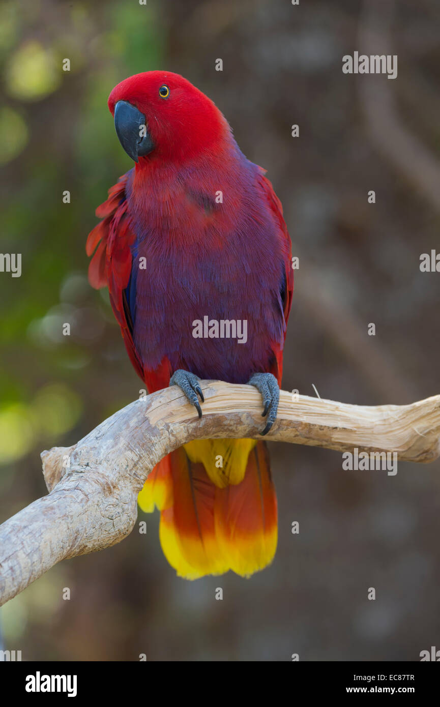 Female Eclectus Parrot (Eclectus roratus), Bali Bird Park, Indonesia Stock Photo