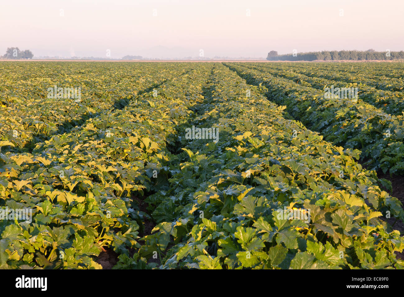 Pumpkin  'Big Max' flowering field. Stock Photo