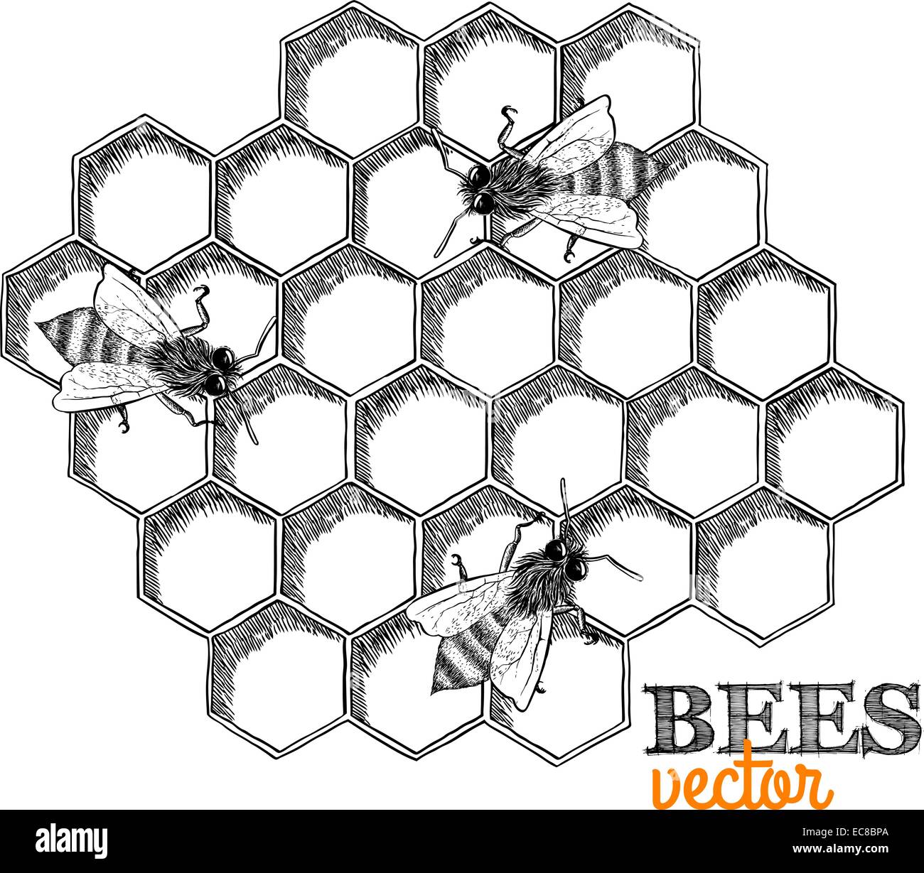 Honey bees and honeycomb isolated vector illustration Stock Vector ...