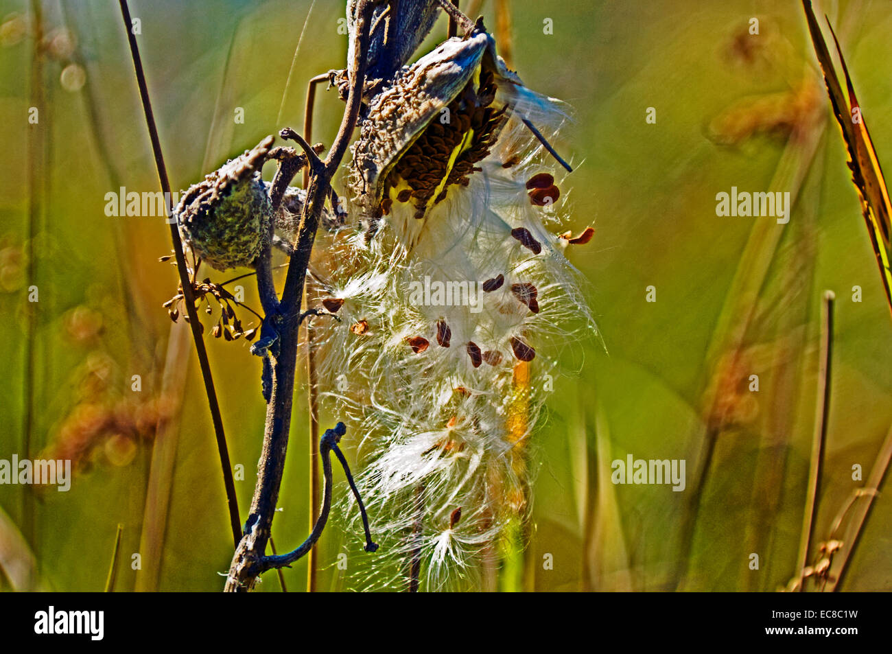 Milkweed pod close up hi-res stock photography and images - Alamy