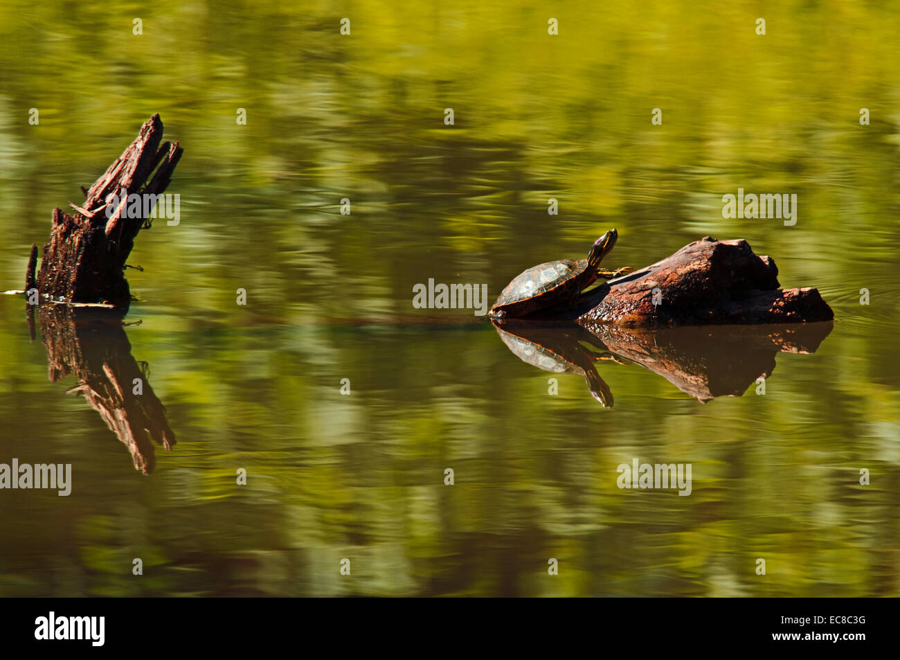 A turtle on a log in a creek. Stock Photo