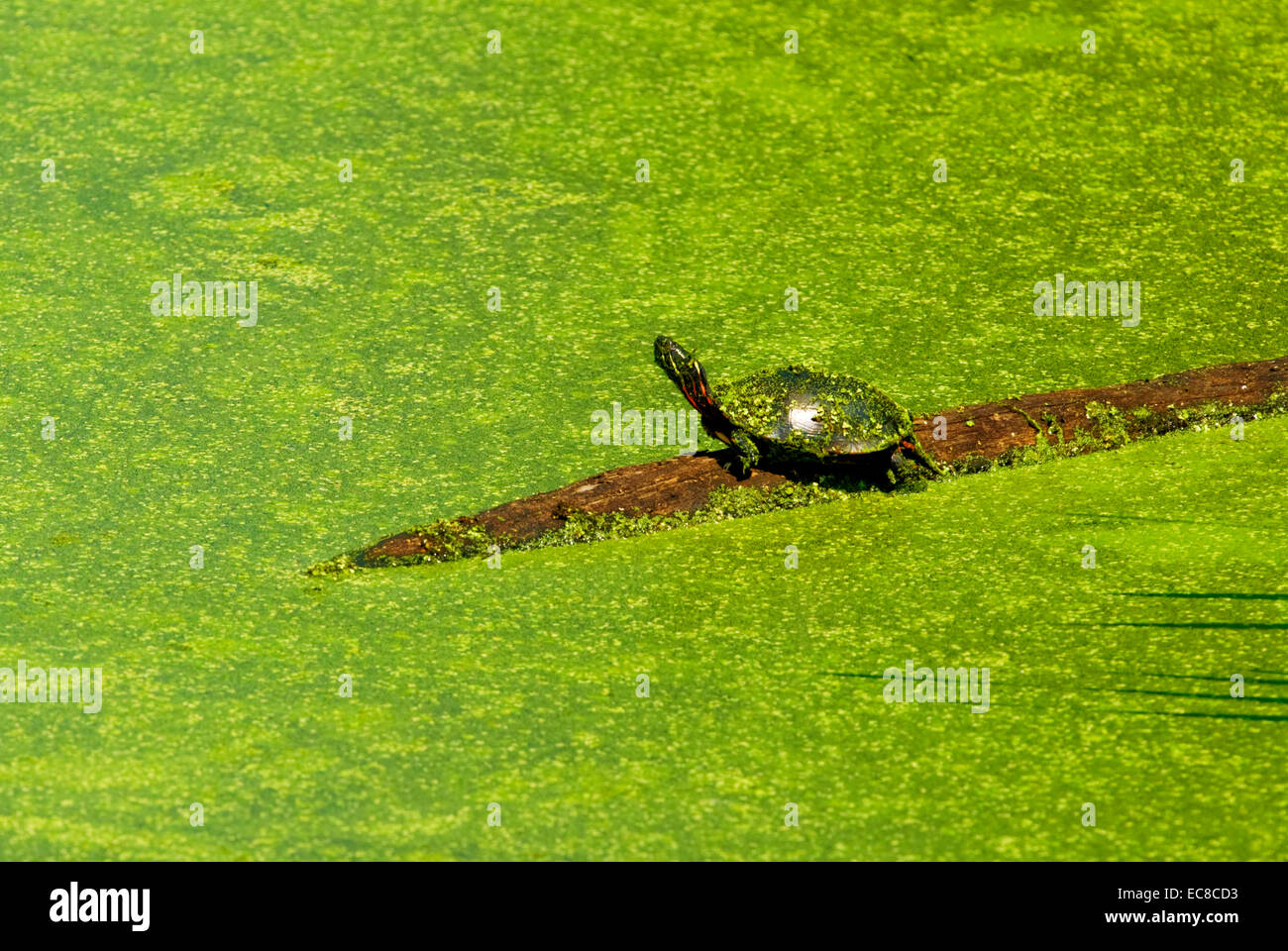 A turtles on a log in a marshland pond. Stock Photo