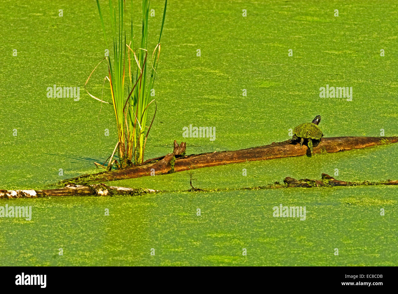 Turtle on a log in a marshland pond. Stock Photo