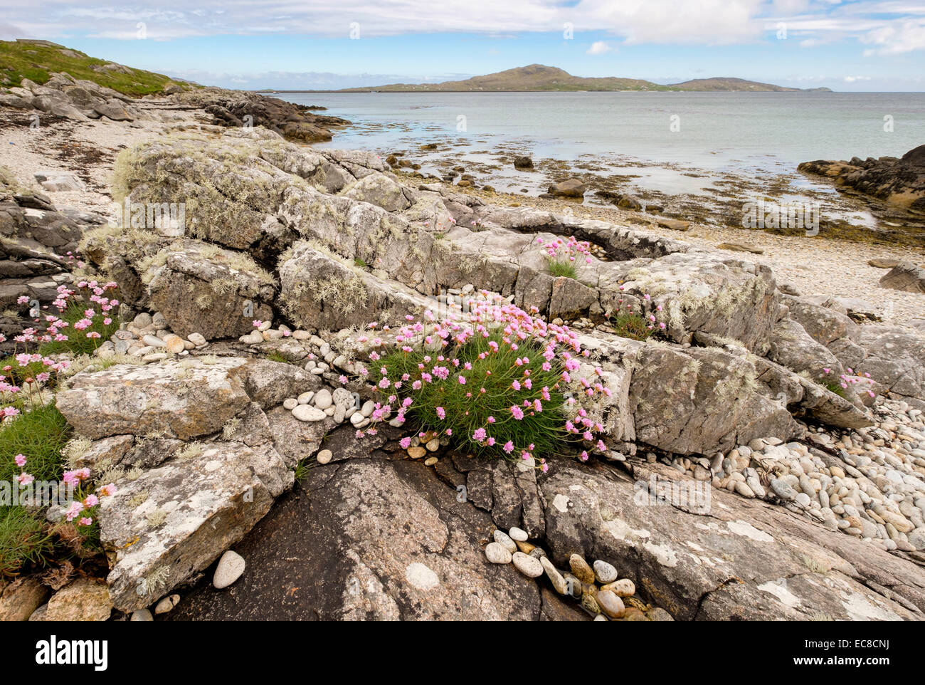 Thrift or Sea Pink flowers (Armeria maritima) growing amongst rocks on beach with view to Eriskay. South Uist Hebrides Scotland Stock Photo