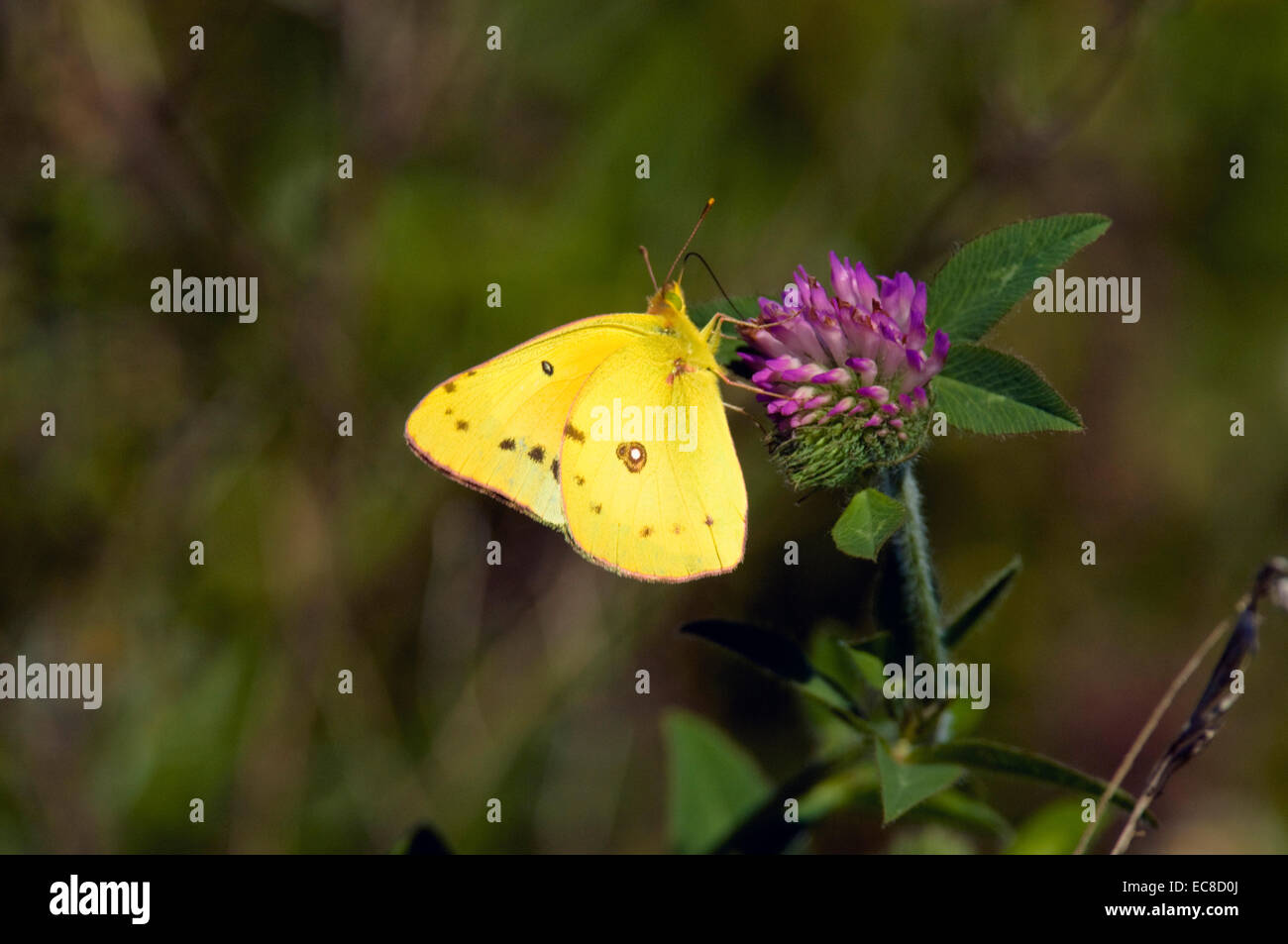 Yellow cabbage moth, butterfly, on a magenta clover flower Stock Photo