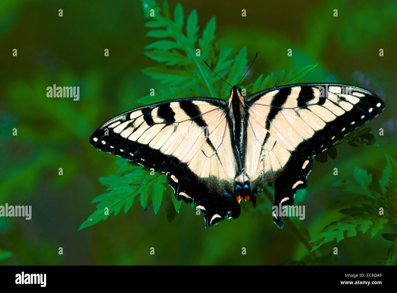 Eastern Tiger Swallowtail Papilio Glaucus Rests On A Plant Leaves In