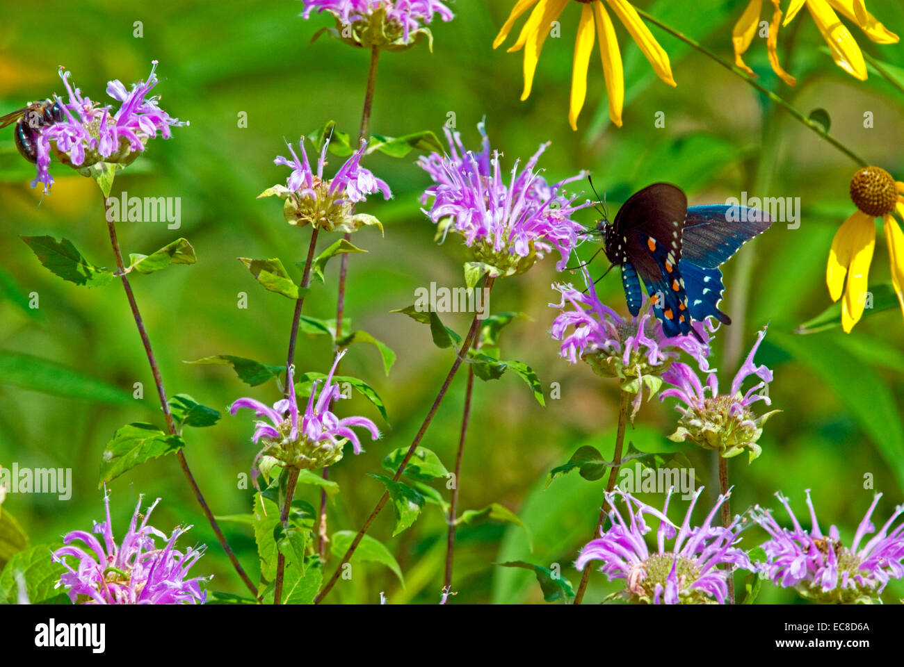 This butterfly, the Pipevine Swallowtail, and a bee, flutter and buzz from flower to flower for their nectar in early summer. Stock Photo