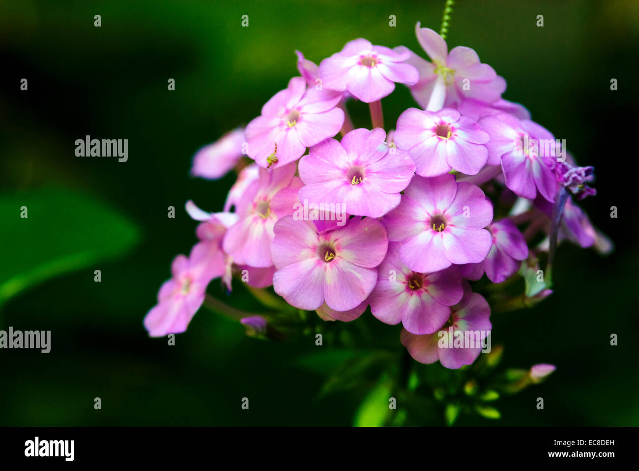 Garden Phlox, macro, select focus photo. Stock Photo