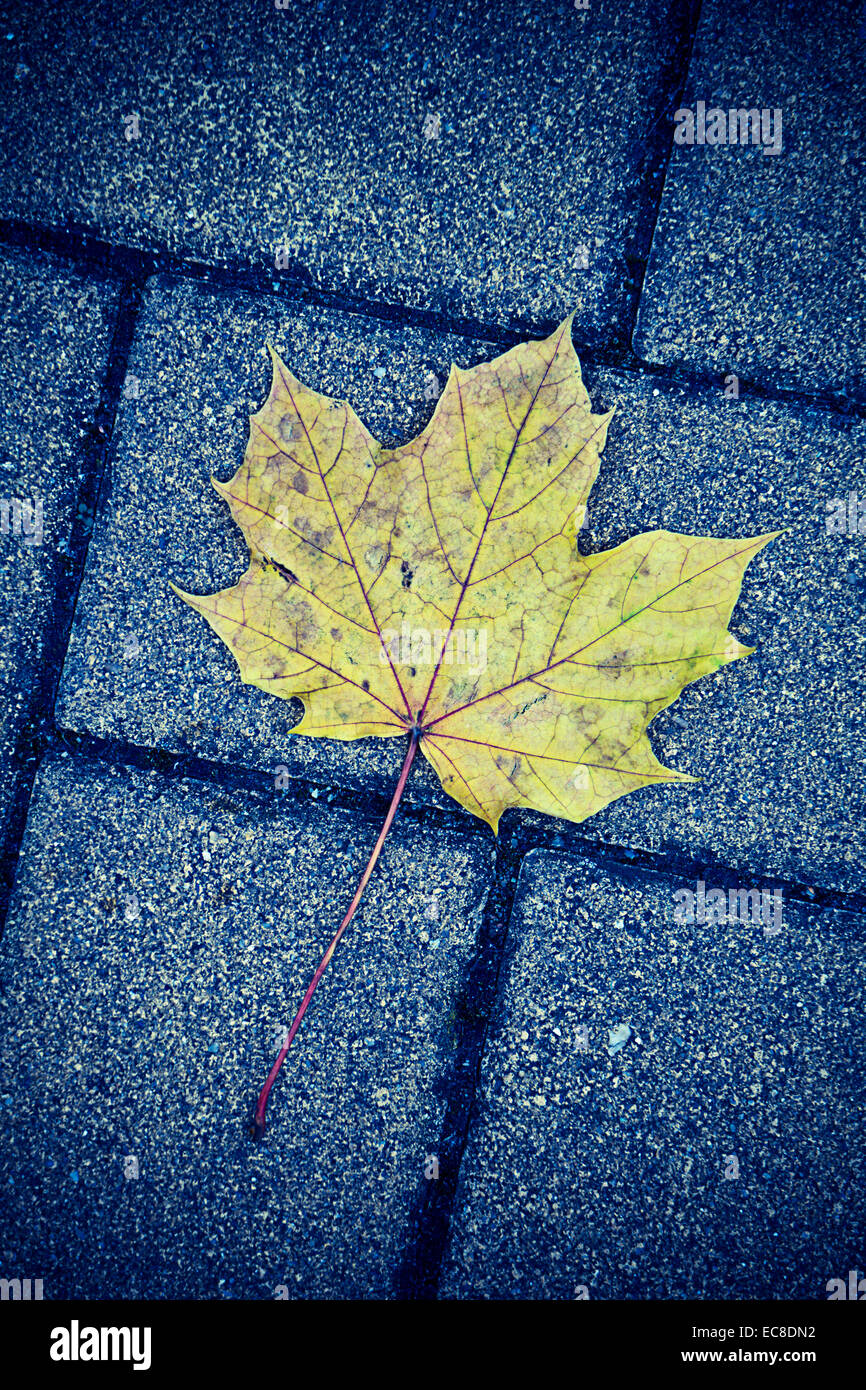 yellow autumn leaf on a city pavement Stock Photo - Alamy