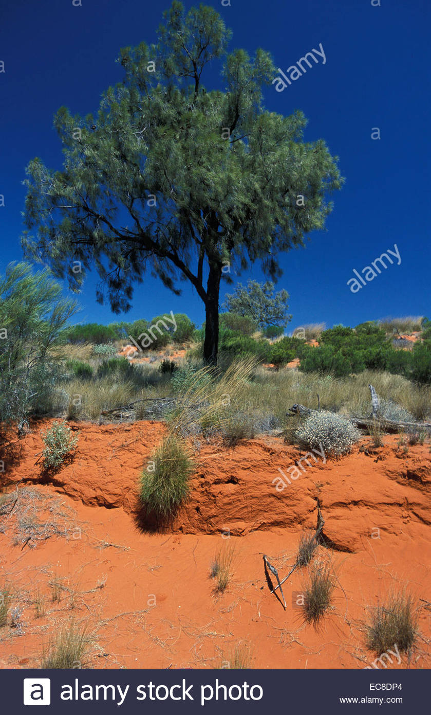 Gibson Desert Australia Stock Photos & Gibson Desert Australia Stock