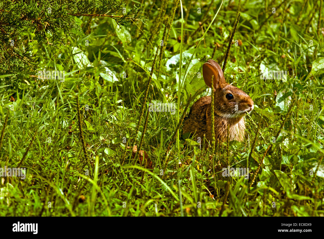 Close up of a rabbit in some lawn grass Stock Photo Alamy