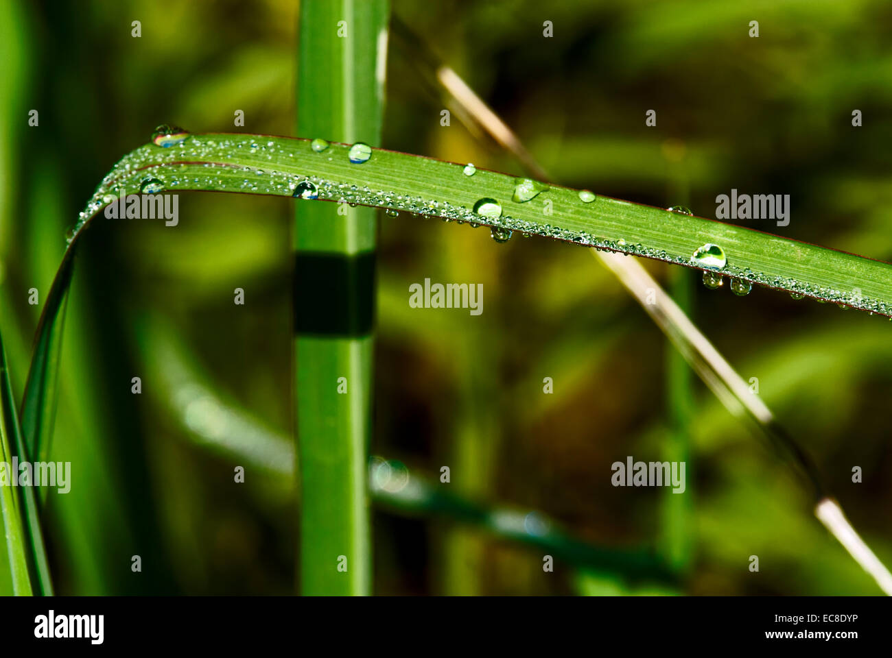 A blade of grass wet with water droplets of morning dew shine in the