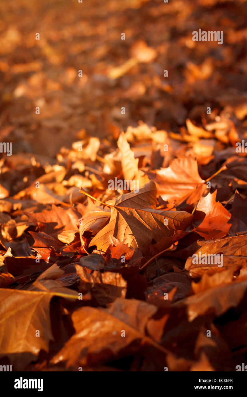 Autumn leaves with hi-res stock photography and images - Alamy