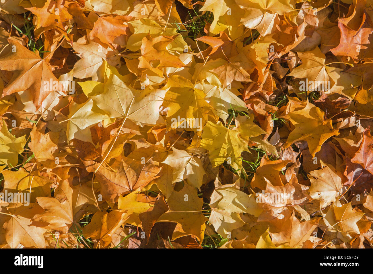 All about maple hi-res stock photography and images - Alamy