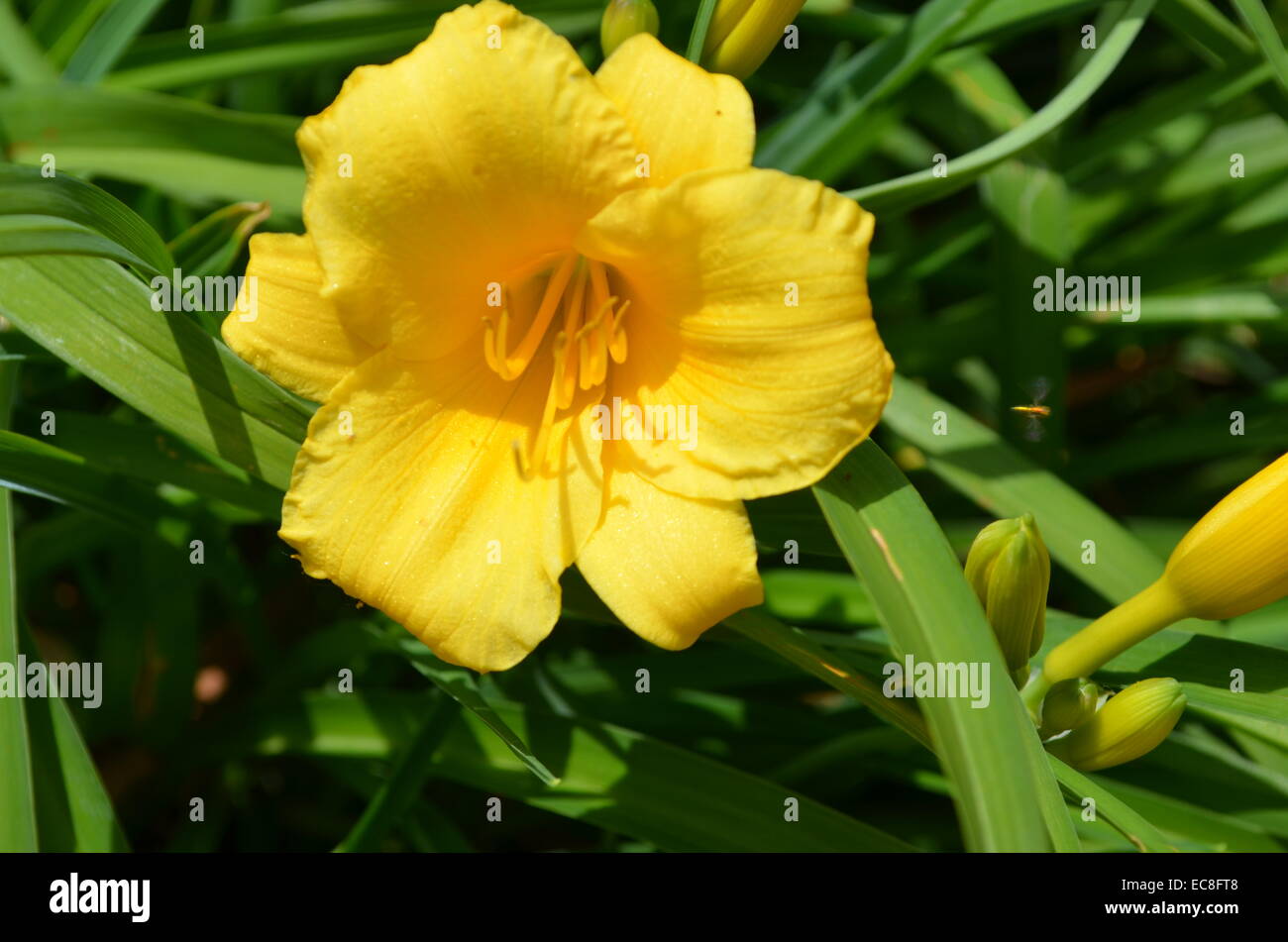 Yellow Bloomed Flower Stock Photo