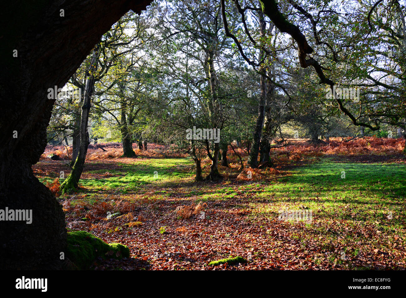 Near Burley, New Forest Stock Photo