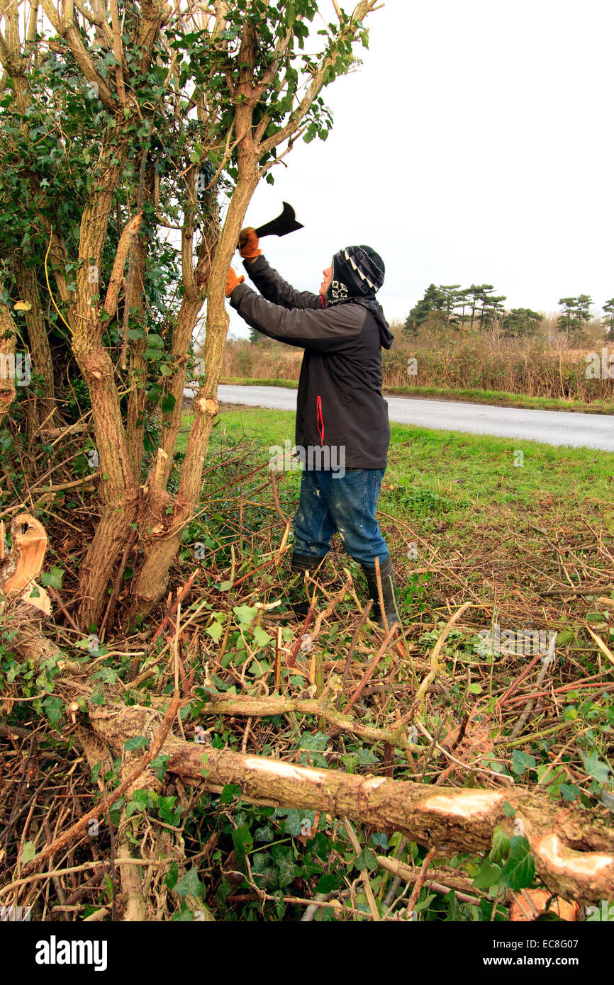 hedge laying. using the traditional bill-hook. Stock Photo