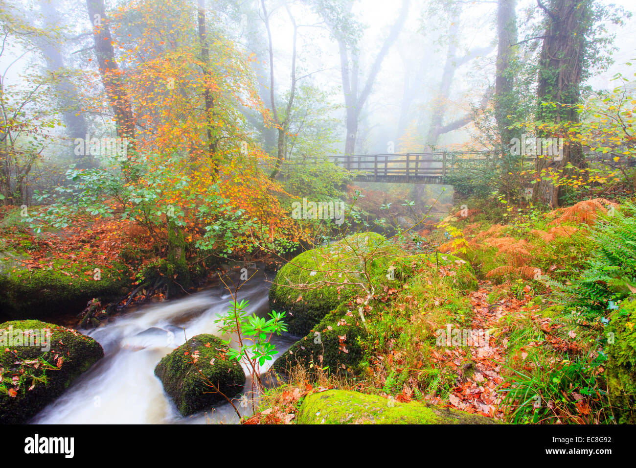 Autumn colours over a bridge at Becky Falls in fog, Manaton, Dartmoor, Devon, England Stock Photo