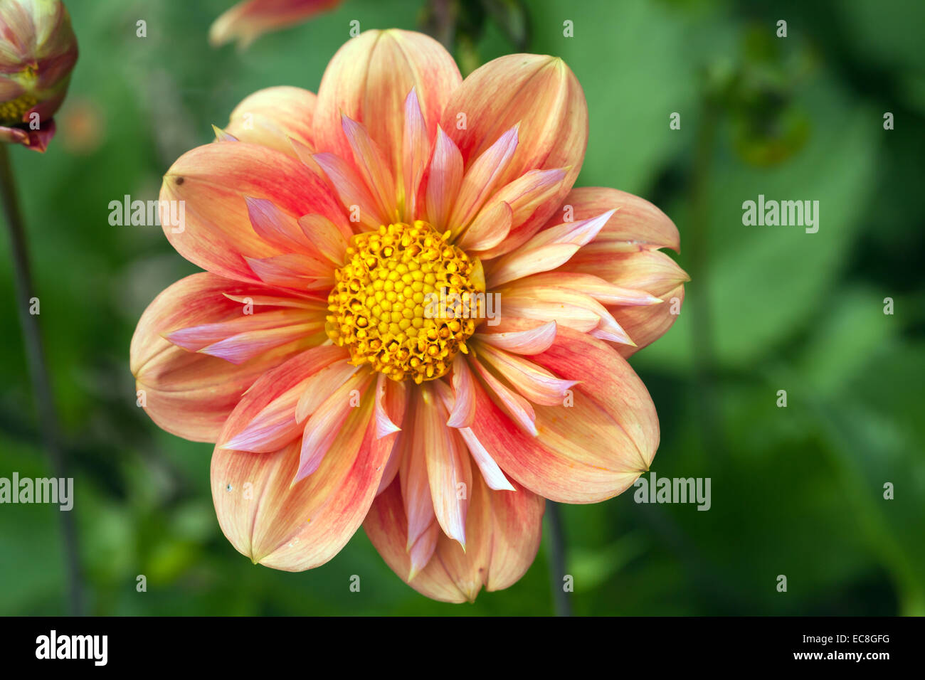 Close-up image of  single Carstone firebox flower, a Collerette type Dahlia. Stock Photo
