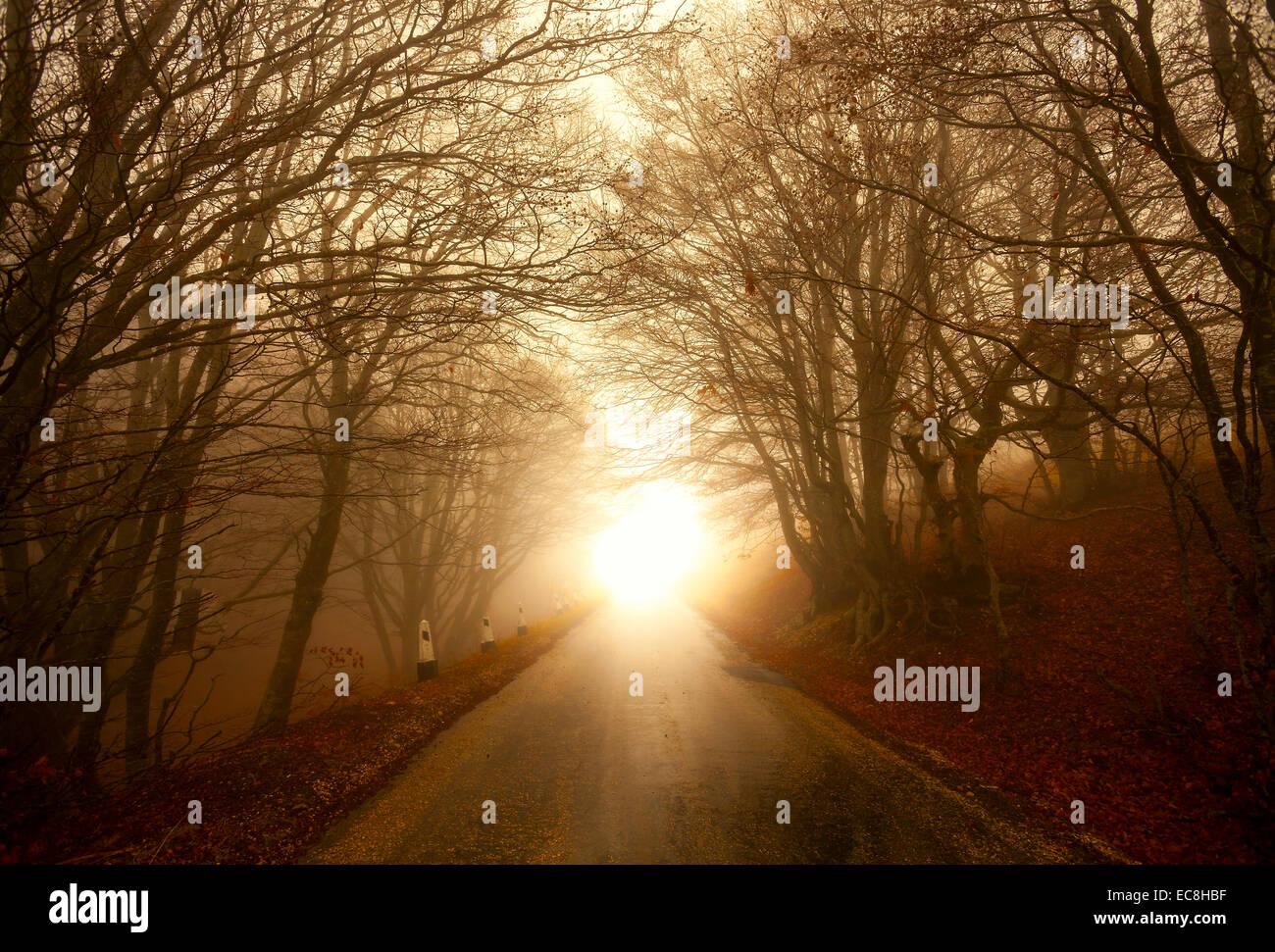 road through misty forest, mountains, fog morning Stock Photo - Alamy