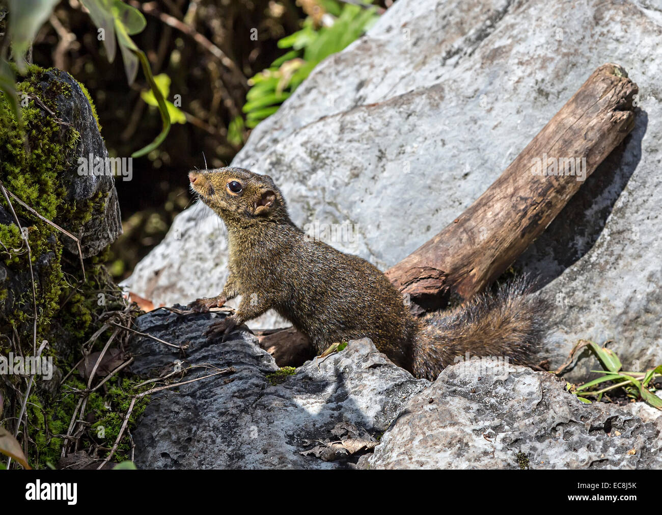 Bornean Mountain Ground squirrel (Dremomys everetti) at the Pinnacles Gunung Mulu national park, Sarawak, Mala Stock Photo