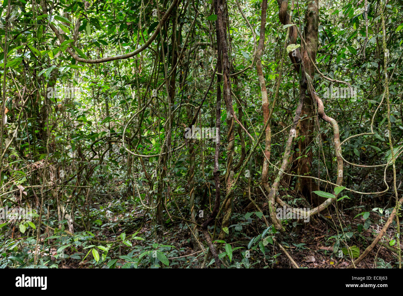 Dense rainforest jungle, Mulu, Malaysia Stock Photo