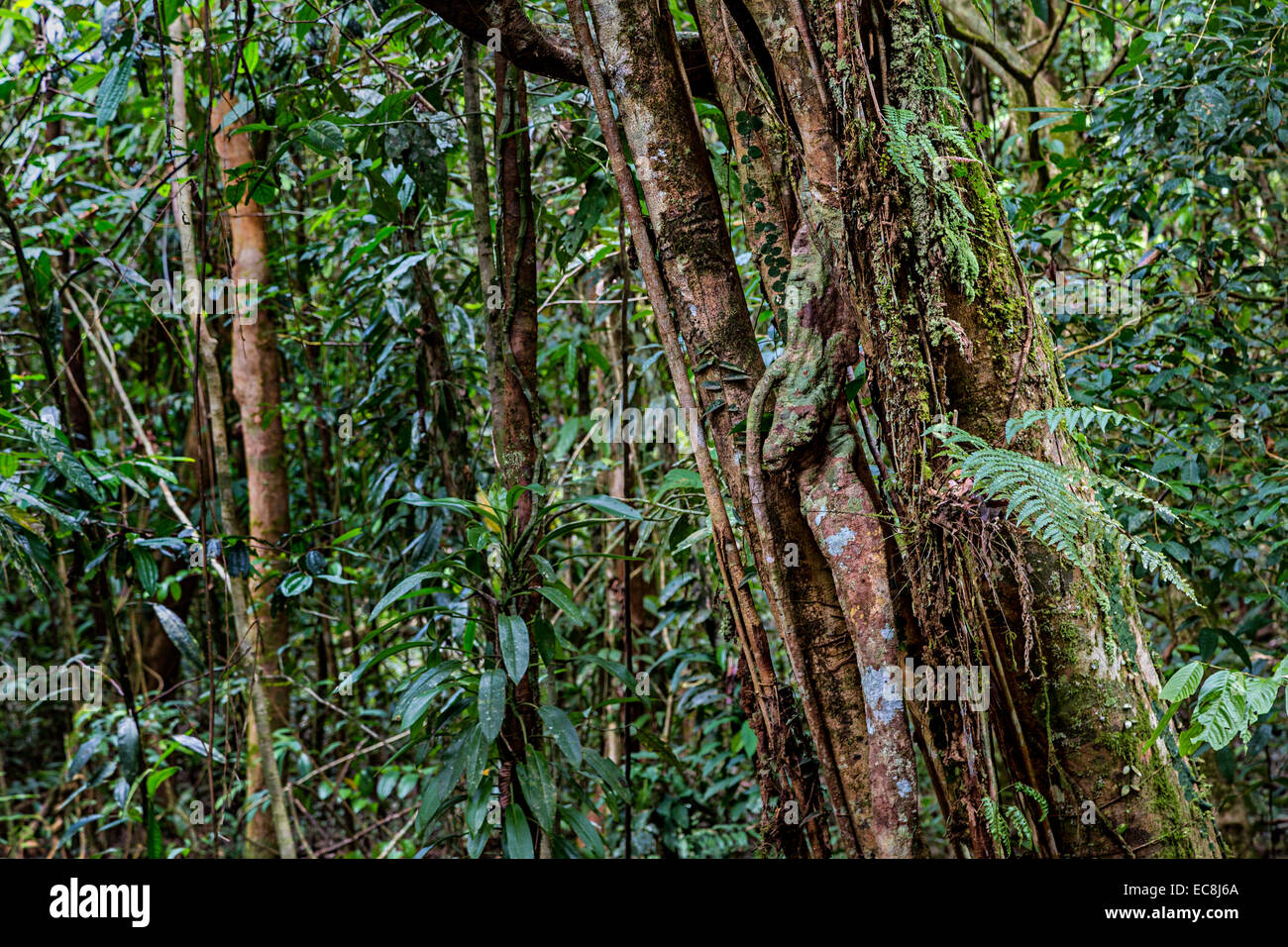 Dense rainforest jungle with epiphytes on trees, Mulu, Malaysia Stock Photo