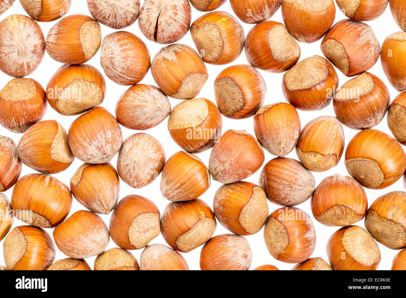 Hazelnut in shell hires stock photography and images Alamy