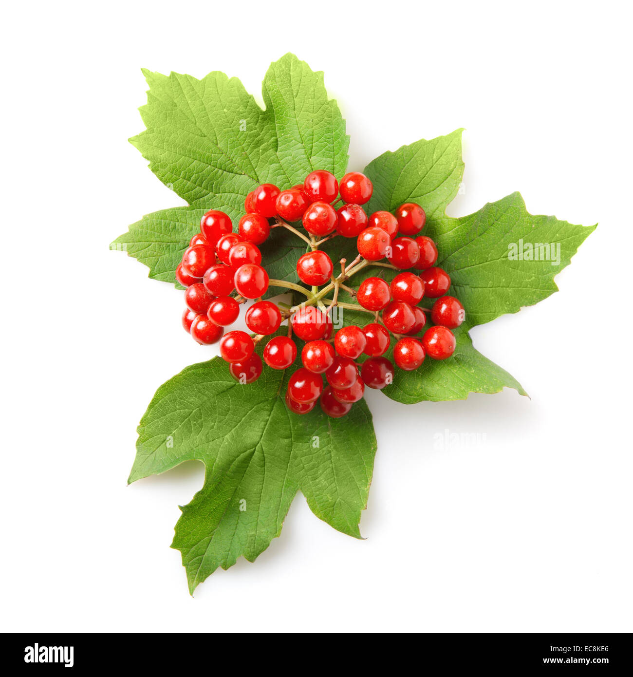 Berries of red Viburnum with leaves isolated on white Stock Photo Alamy