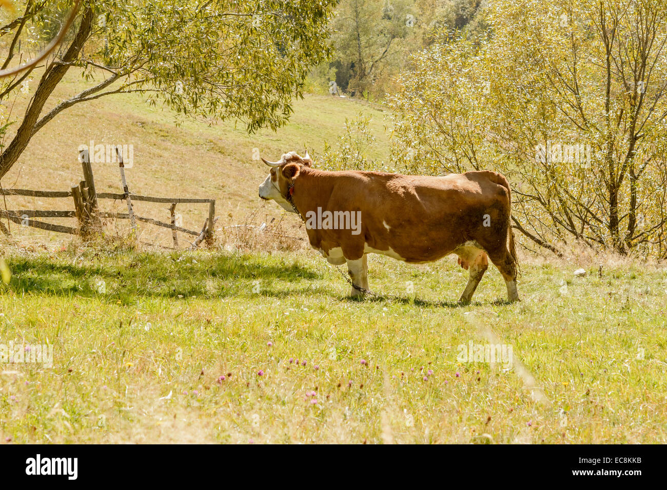 Close up of cow gazing on pasture in mountain region. Stock Photo